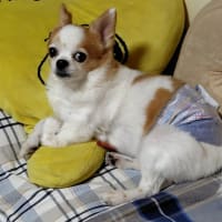 デザート・ブーケのケーキ
