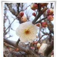 普光寺の白梅咲く