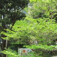 我が家は緑の館