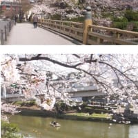 赤坂見付 弁慶橋の桜
