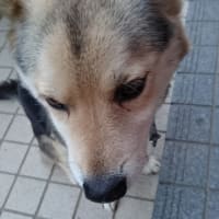 5月16日は  ニックん  の日