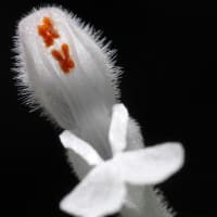 今年も白花ホトケノザ咲いた