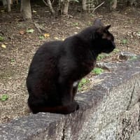 歓迎して来た茶2匹。