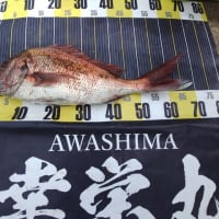 岩ゆりが咲きました