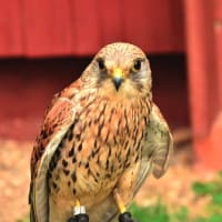 身近な鳥を知ろう！「チョウゲンボウ」by チャートマスターアカデミー