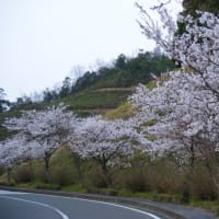 ゴールデンユートピアの桜