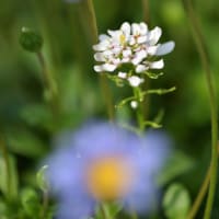 朝の庭の花