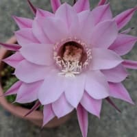 毎年恒例、美化と美花