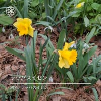 植物園に行ってきました