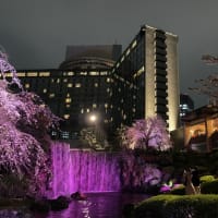都内の夜桜ライトアップ