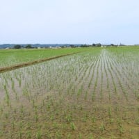 二毛作の風景「麦秋」　2025/06/02　06/09