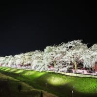今年の桜🌸