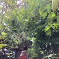 加西市フラワーセンターで