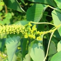陶器川沿い