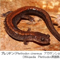 両生類の呼吸ーその６