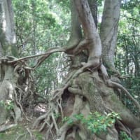 Fw:見たか、聞いたか、しつてるか