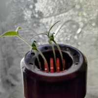 ミニトマト水耕栽培