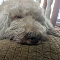 起きてるグーちゃんが、眠るまで（＞＜）