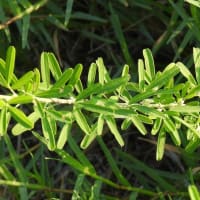 早朝の散歩　佐保川土手で植物調べ