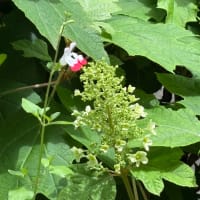 庭の片隅に　② 〜再会の喜び〜