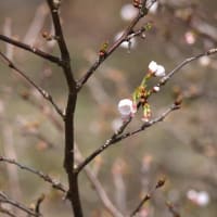 高嶺桜（ﾀｶﾈｻﾞｸﾗ）開花