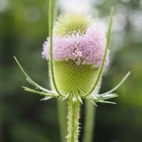 森へお散歩