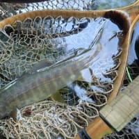 ３６ｃｍ、３８ｃｍ尺上連発、イワナの季節到来だ！