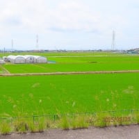 ゲリラ雨