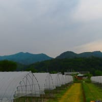 6月7日　今日の畑