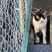 夕ウォーキングの風景。令和7年7月12日。慣れているシロちゃんと、慣れていない二匹。