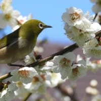 大仙公園の野鳥（２０２５年３月１０日）