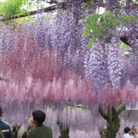 お花見にドライブ