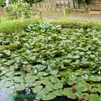 「町田薬師池公園」では「スイレン」が開花の序章！！