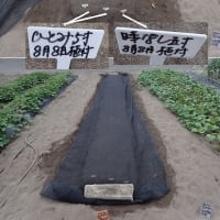 ２４年０８月０８日　植え付け