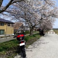 桜の季節　一目千本桜
