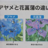 ときがわ花菖蒲園