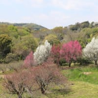 春蘭と庭の草花と里山の風景と少し洋らんの花