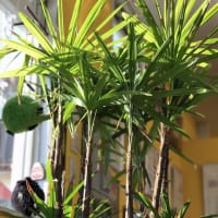 観葉植物に恋？？