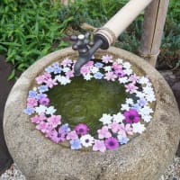 津市「かざはやの里の紫陽花」見てきました～(^^)  2025