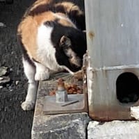 夕ウォーキングの風景。令和7年7月27日。親は残って娘を追い出したっぽい。