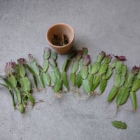 カクタス　カクタスを増やしてみよう(^^)v