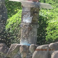 日本蜜蜂の分蜂
