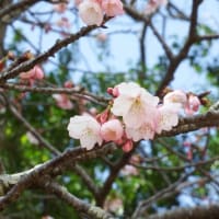 大寒桜開花初期