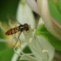可愛いヒラタアブと美しい花 いちご大福の気ままなブログ 可愛いヒラタアブと美しい花 いちご大福の気ままなブログ