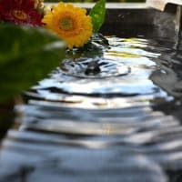 豊影神社の花手水