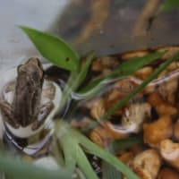 つれづれなるままに　　1510　　　カエル、キジバト、カブトムシの世話