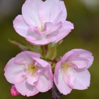 鉢植えの「旭山桜」