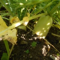 入梅前のミニ菜園とキュウリの収穫