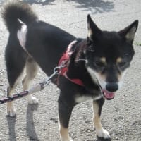 ひめちゃん抜糸帰りの鹿田山フットパス