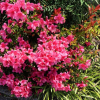 福津市の花